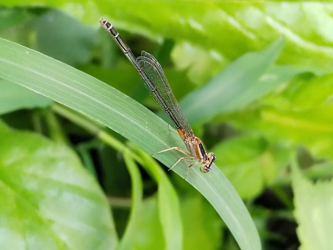 奇妙精灵怎么样曲一丨【居民投稿】他用手机拍出了大自然奇妙的精灵世界！_https://www.jmylbn.com_新闻资讯_第12张