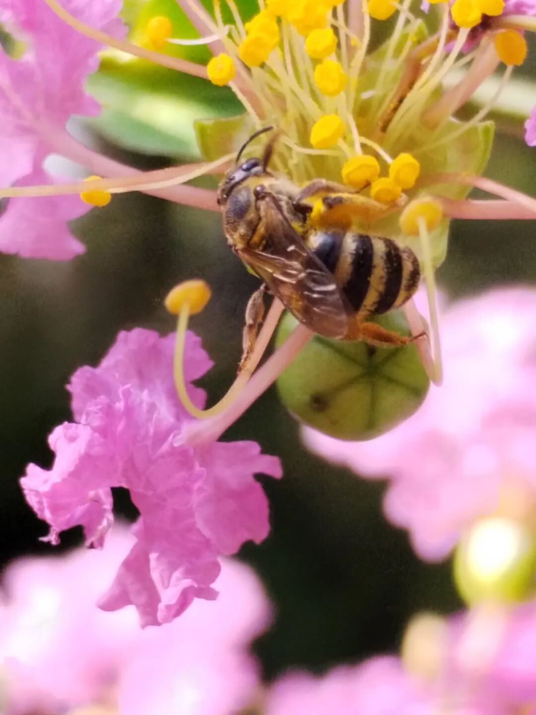奇妙精灵怎么样曲一丨【居民投稿】他用手机拍出了大自然奇妙的精灵世界！_https://www.jmylbn.com_新闻资讯_第13张