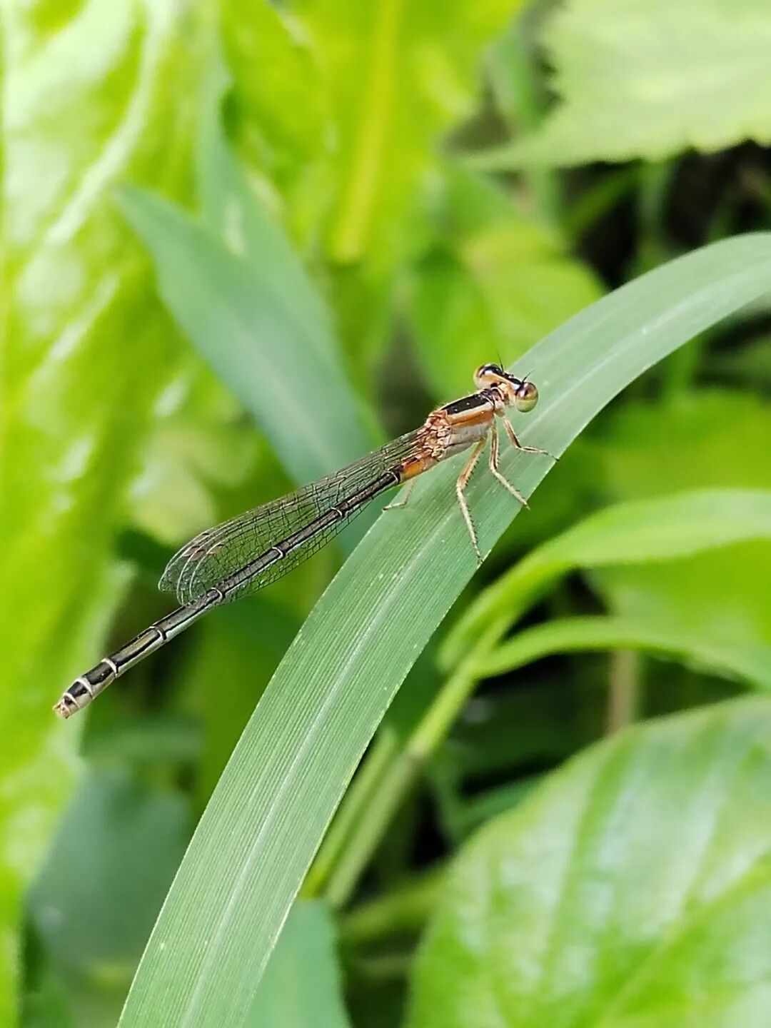 奇妙精灵怎么样曲一丨【居民投稿】他用手机拍出了大自然奇妙的精灵世界！_https://www.jmylbn.com_新闻资讯_第9张