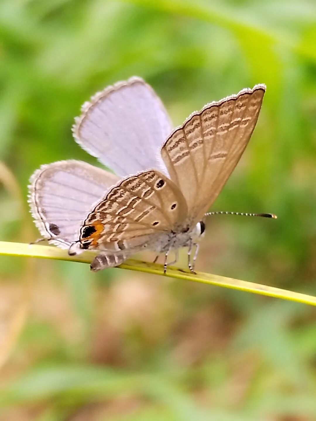 奇妙精灵怎么样曲一丨【居民投稿】他用手机拍出了大自然奇妙的精灵世界！_https://www.jmylbn.com_新闻资讯_第15张