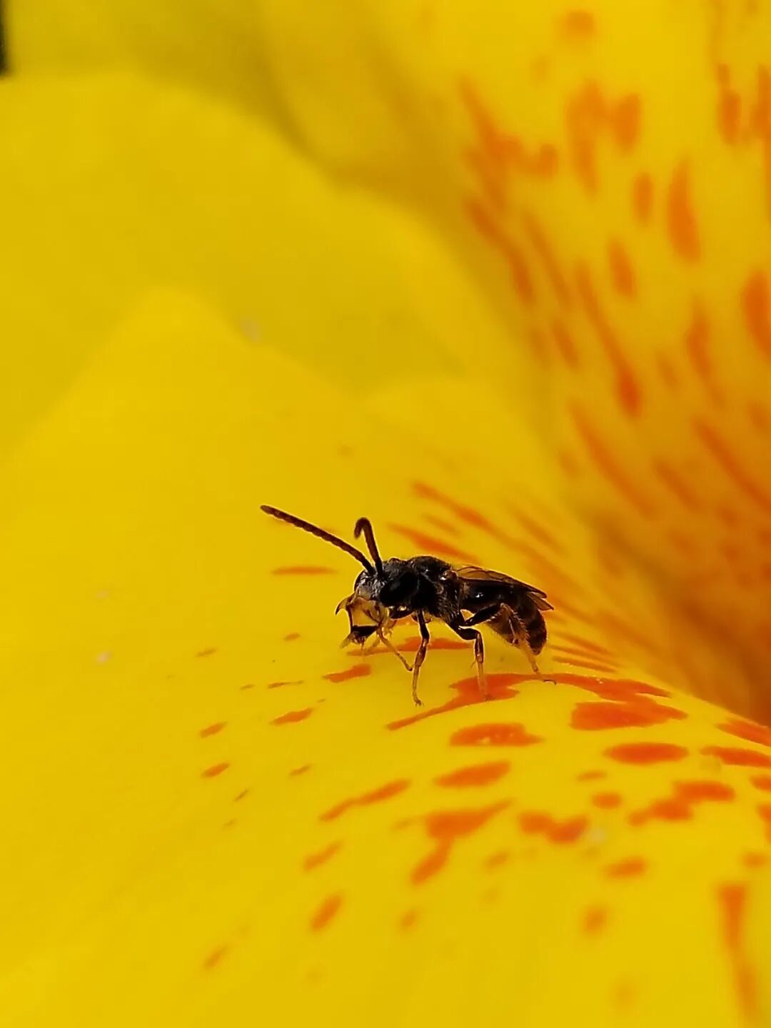 奇妙精灵怎么样曲一丨【居民投稿】他用手机拍出了大自然奇妙的精灵世界！_https://www.jmylbn.com_新闻资讯_第21张