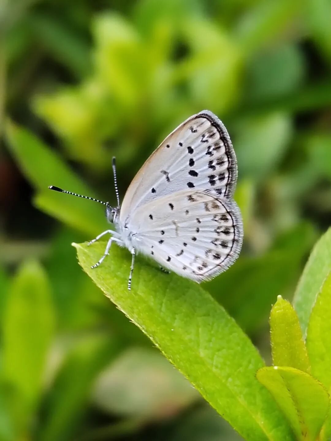 奇妙精灵怎么样曲一丨【居民投稿】他用手机拍出了大自然奇妙的精灵世界！_https://www.jmylbn.com_新闻资讯_第22张