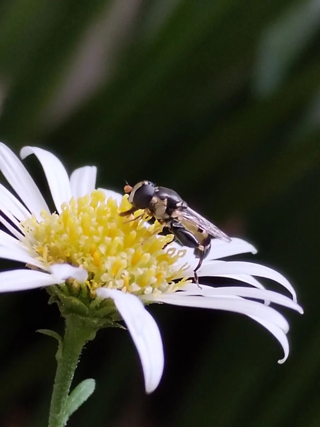 奇妙精灵怎么样曲一丨【居民投稿】他用手机拍出了大自然奇妙的精灵世界！_https://www.jmylbn.com_新闻资讯_第8张