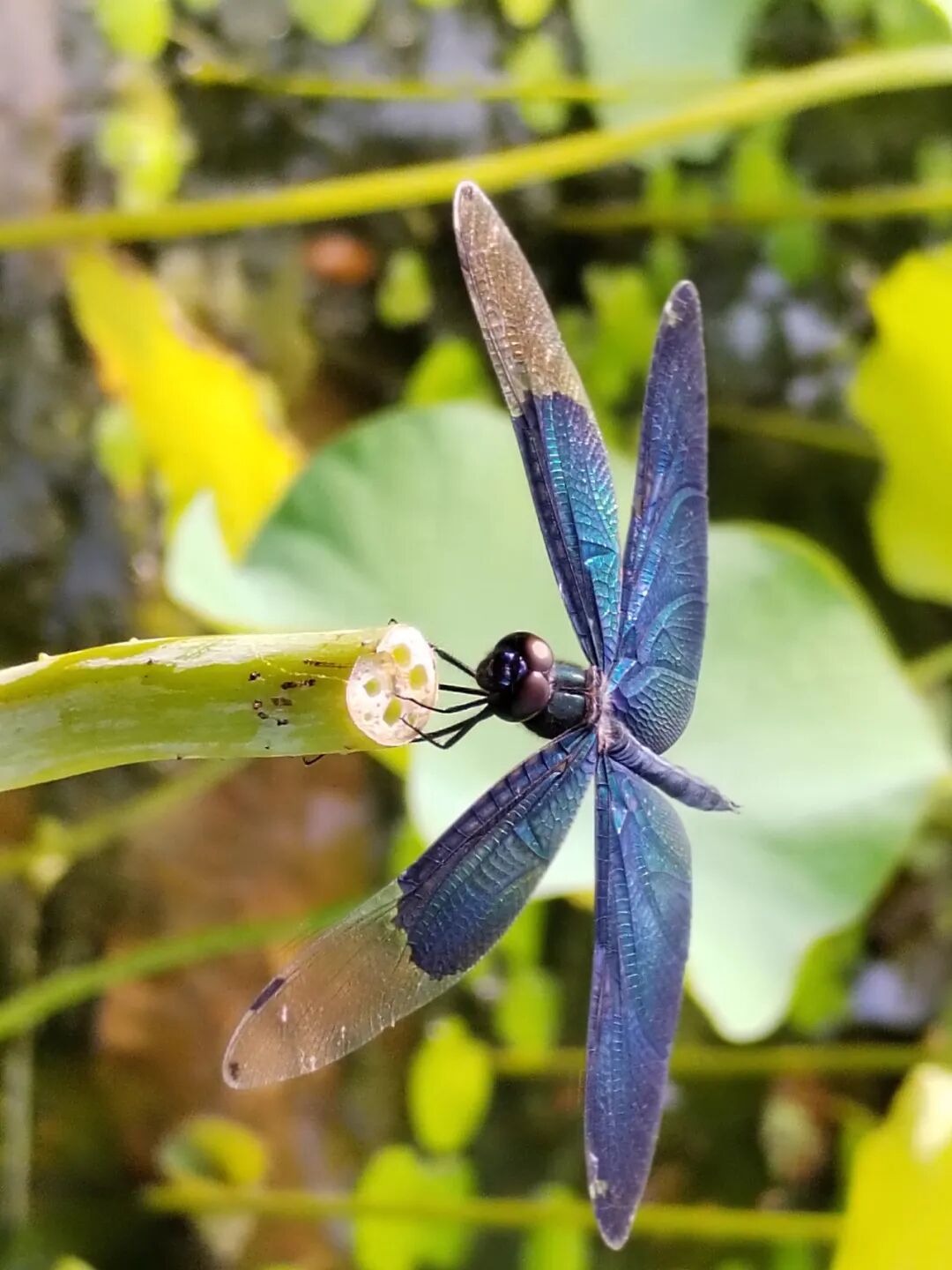 奇妙精灵怎么样曲一丨【居民投稿】他用手机拍出了大自然奇妙的精灵世界！_https://www.jmylbn.com_新闻资讯_第20张