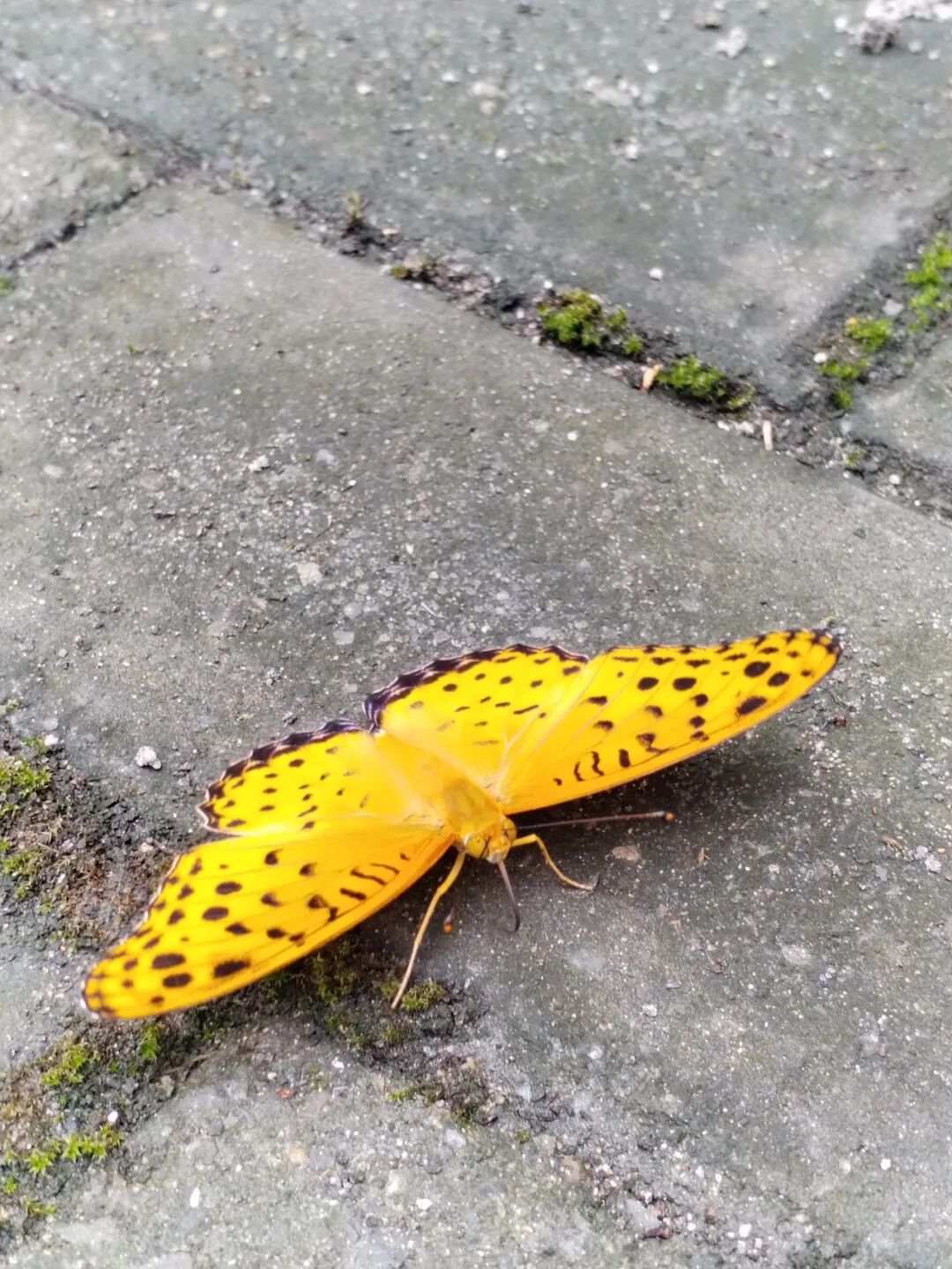 奇妙精灵怎么样曲一丨【居民投稿】他用手机拍出了大自然奇妙的精灵世界！_https://www.jmylbn.com_新闻资讯_第24张