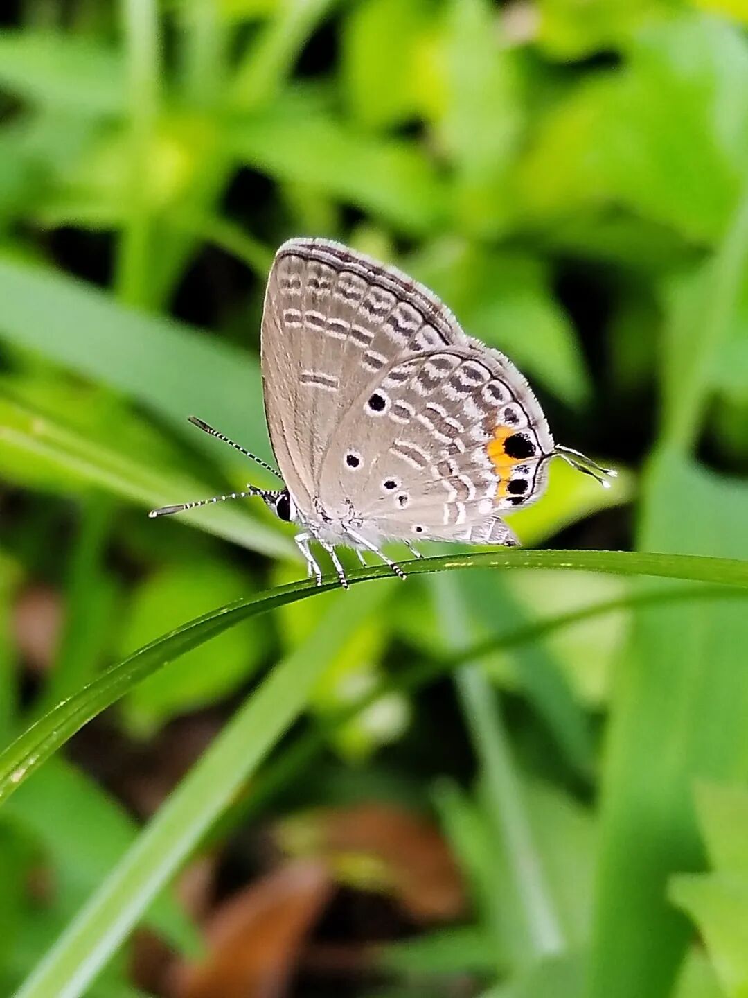 奇妙精灵怎么样曲一丨【居民投稿】他用手机拍出了大自然奇妙的精灵世界！_https://www.jmylbn.com_新闻资讯_第18张