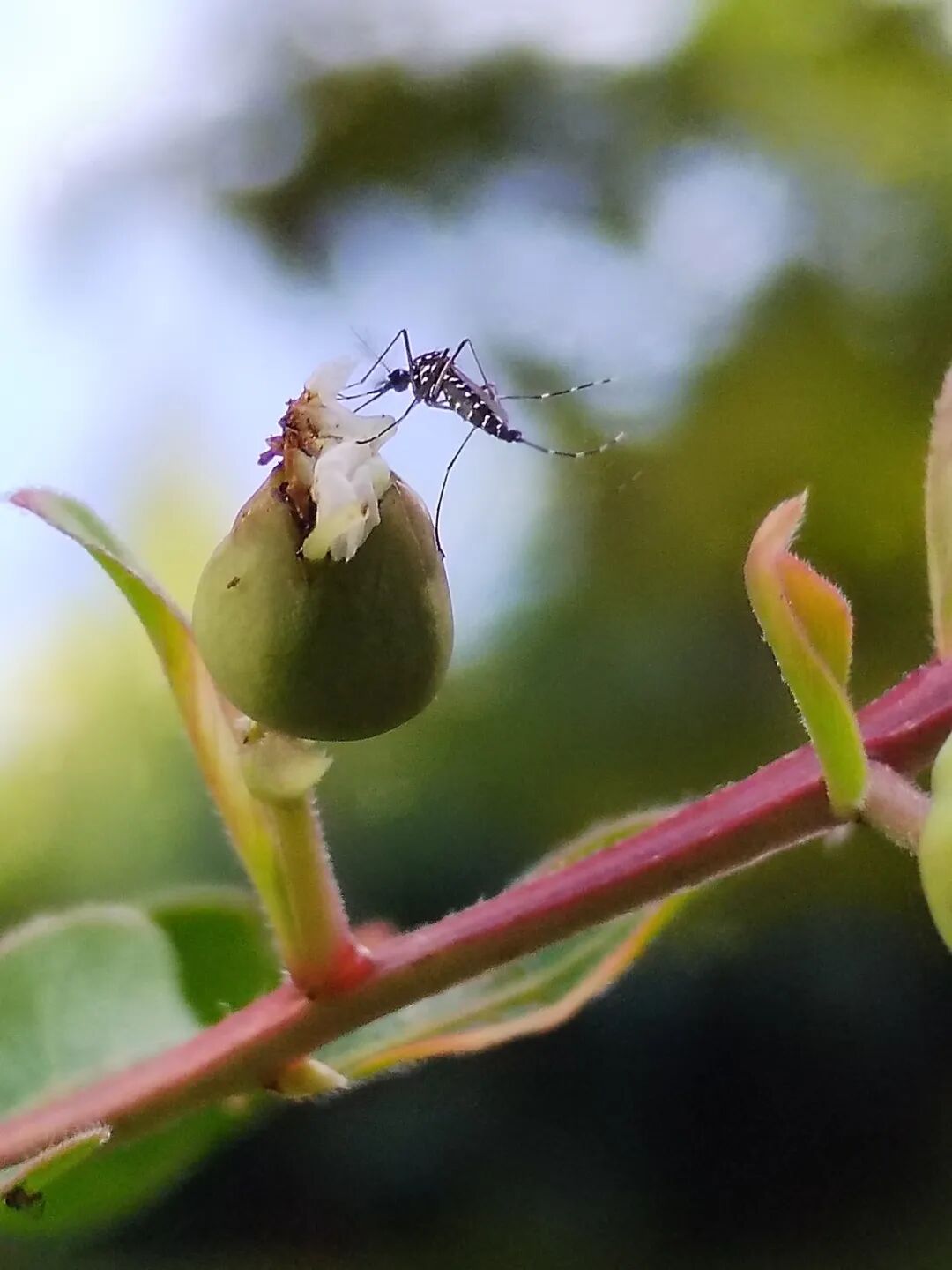 奇妙精灵怎么样曲一丨【居民投稿】他用手机拍出了大自然奇妙的精灵世界！_https://www.jmylbn.com_新闻资讯_第23张