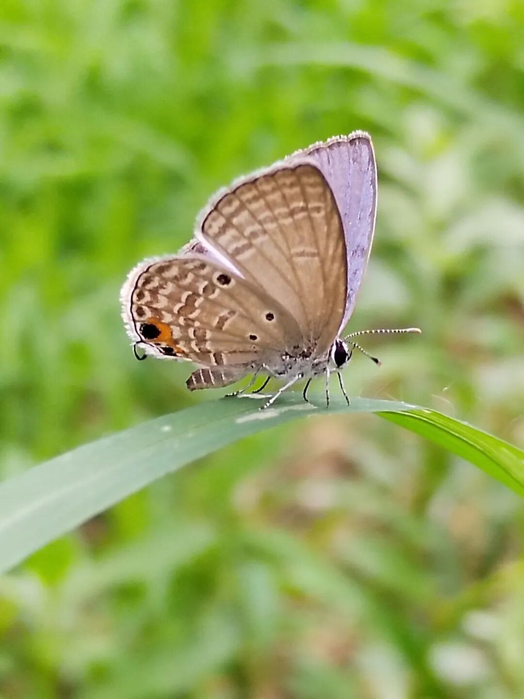奇妙精灵怎么样曲一丨【居民投稿】他用手机拍出了大自然奇妙的精灵世界！_https://www.jmylbn.com_新闻资讯_第17张