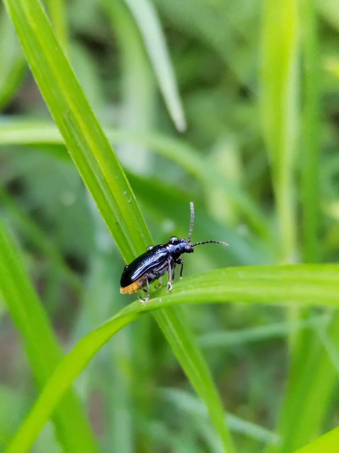 奇妙精灵怎么样曲一丨【居民投稿】他用手机拍出了大自然奇妙的精灵世界！_https://www.jmylbn.com_新闻资讯_第11张