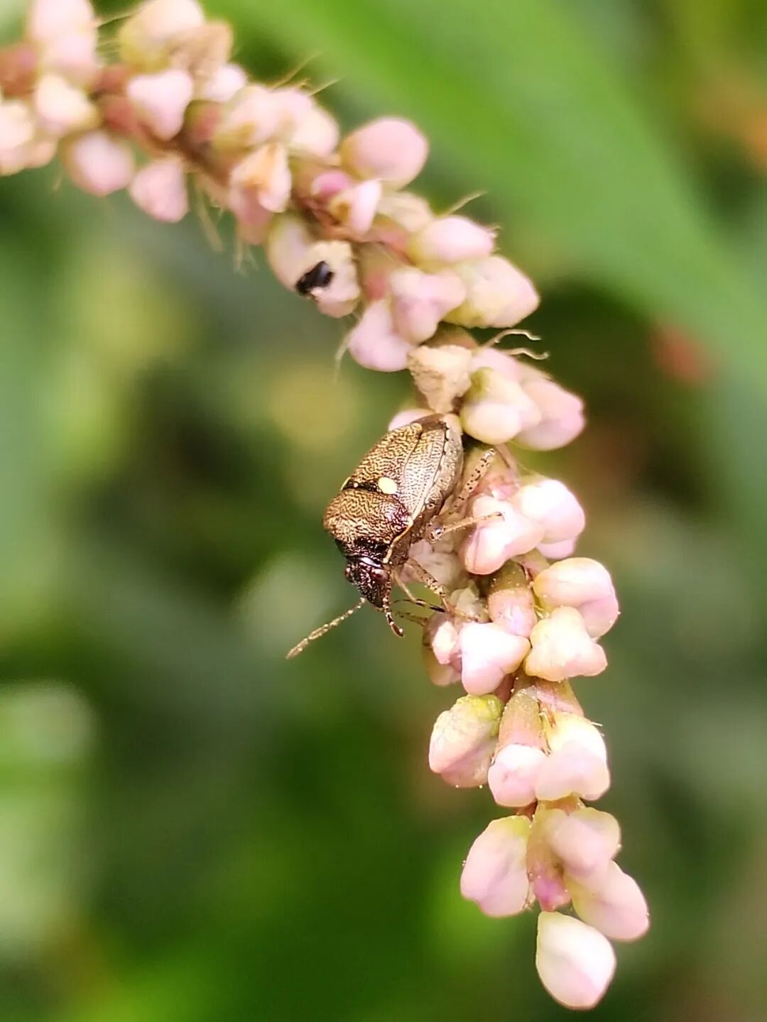 奇妙精灵怎么样曲一丨【居民投稿】他用手机拍出了大自然奇妙的精灵世界！_https://www.jmylbn.com_新闻资讯_第6张