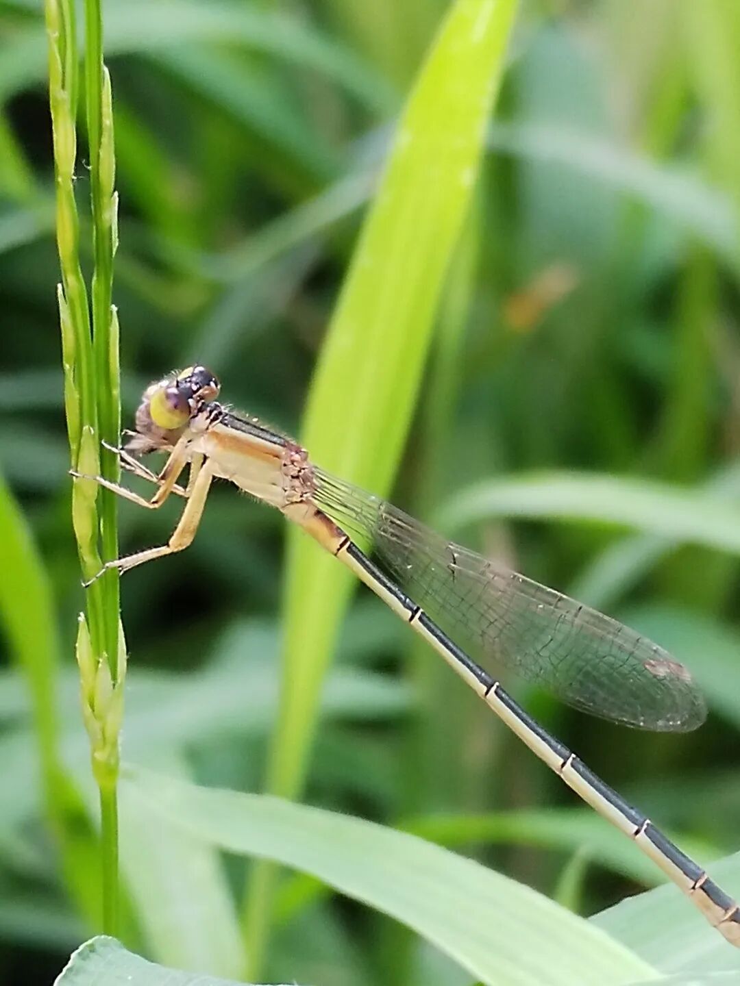 奇妙精灵怎么样曲一丨【居民投稿】他用手机拍出了大自然奇妙的精灵世界！_https://www.jmylbn.com_新闻资讯_第10张