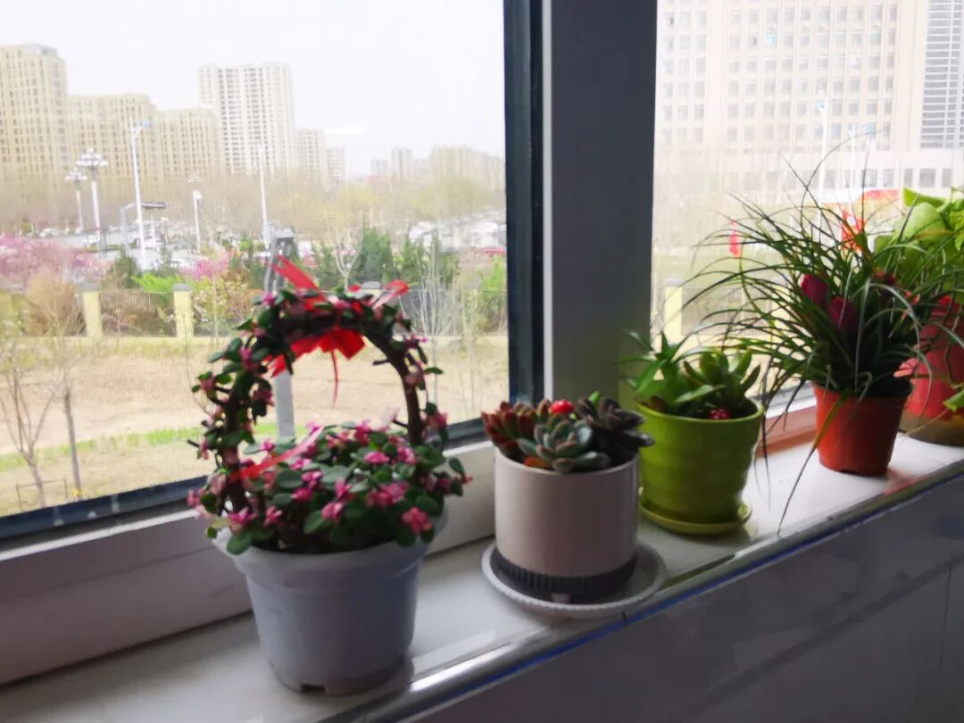 山师东海实验学校上榜山东省首批“绿色学校”