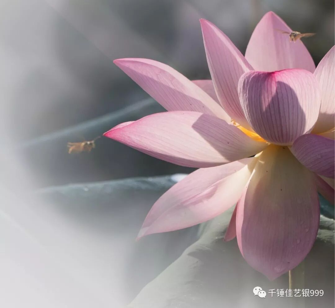 千锤佳艺 情归荷处 七夕情人节快乐 千锤佳艺银999 微信公众号文章阅读 Wemp