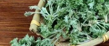 茵陈酵素