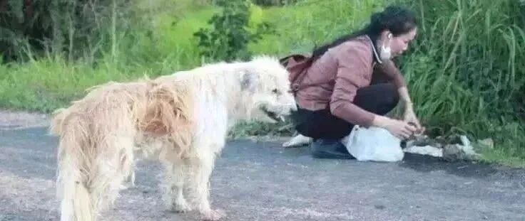 忠犬被迫流浪4年，终于再见主人后却转身离去，背后真相让人泪目……