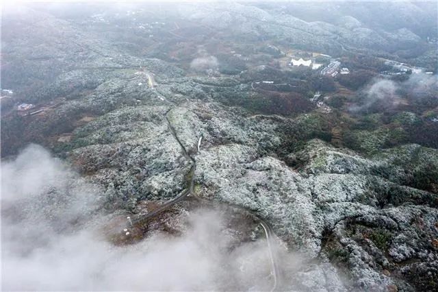 百里杜鹃冬天图片图片