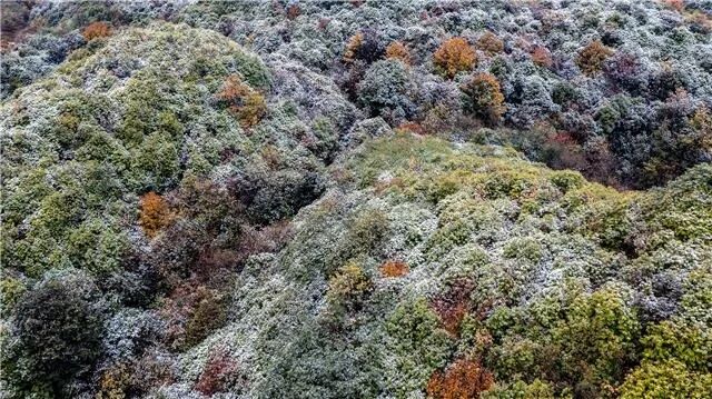 百里杜鹃迎来入冬首场降雪