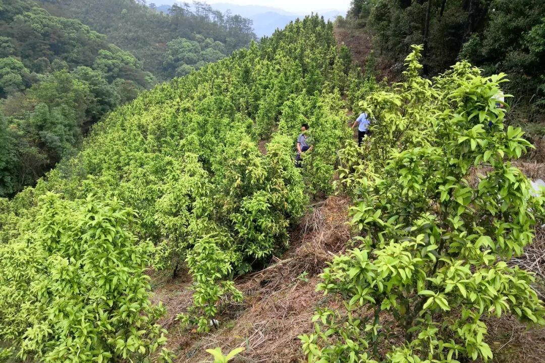 项目建立规范化种植基地,推广横经席种植,不仅保证了药材品质的稳定性