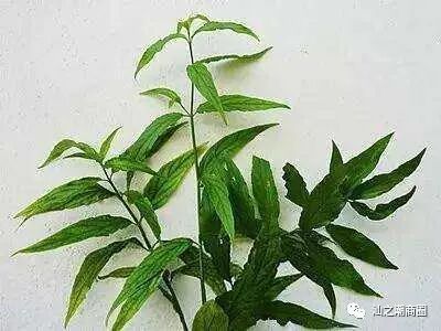 黎王草是一种中草药被用来作为抗癌药物