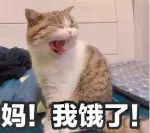 养甲鱼致富视频_甲鱼养殖致富经_致富经养甲鱼