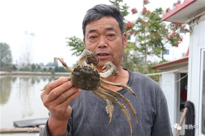 致富经养甲鱼_甲鱼养殖致富经_养甲鱼致富视频