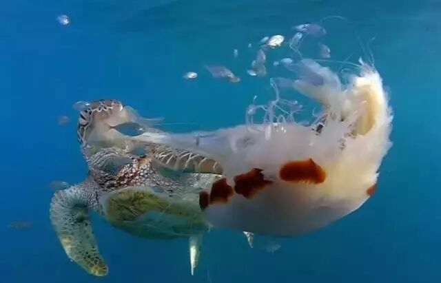 【科普】灿若桃花的狮鬃水母