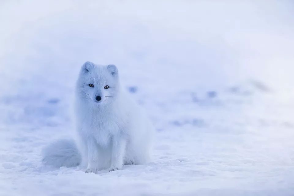 雪国精灵 北极狐 海洋世界传播 微信公众号文章阅读 Wemp