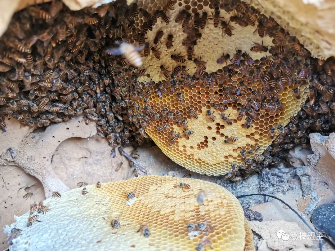 怎样寻找野蜜蜂