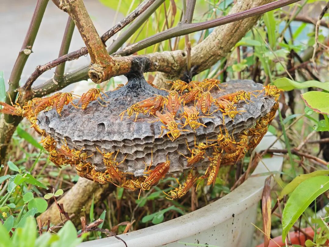 马蜂窝多少钱一斤