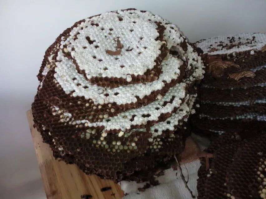 马蜂窝多少钱一斤