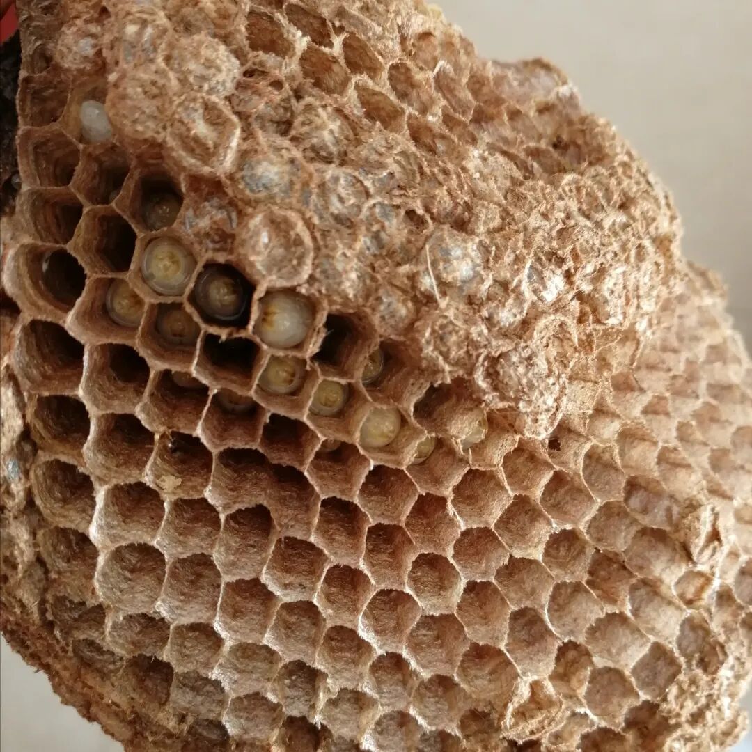马蜂窝多少钱一斤