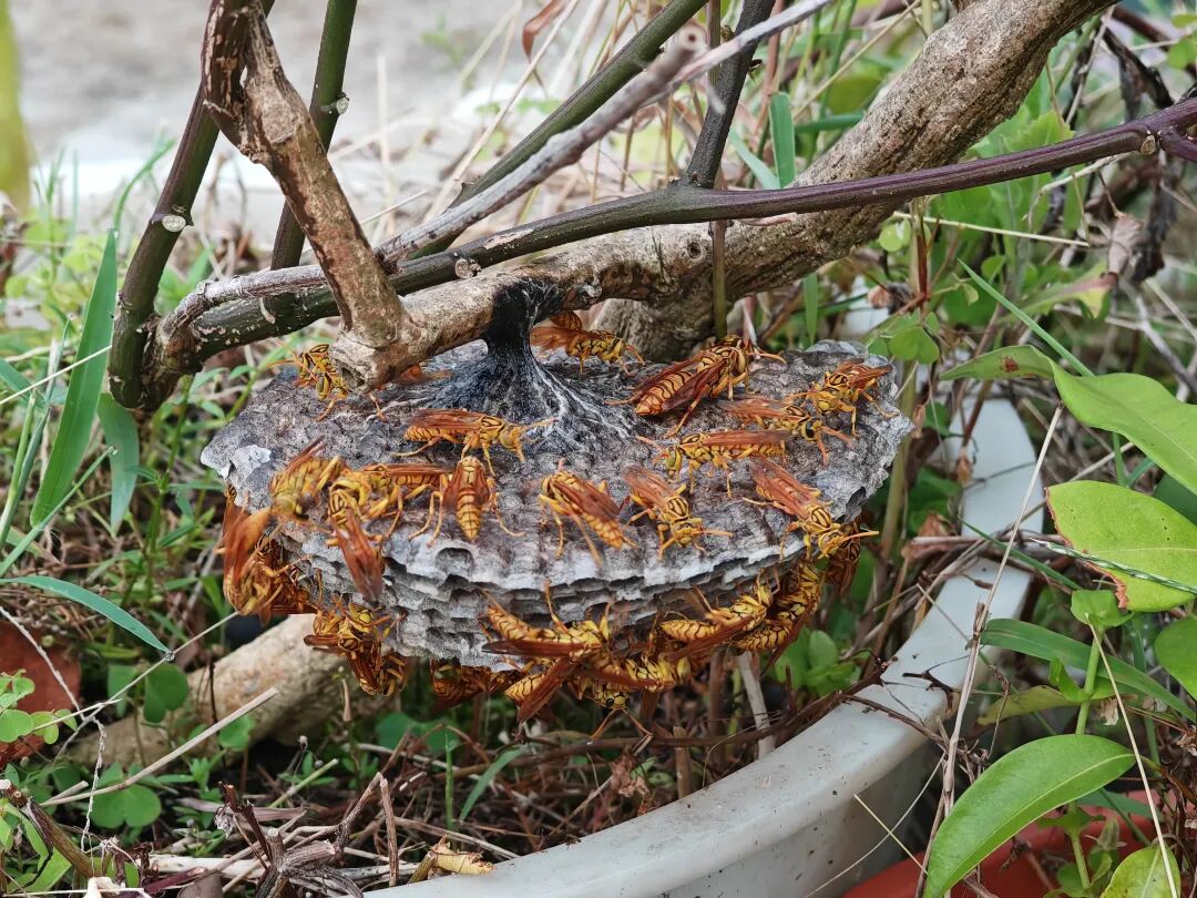 马蜂窝多少钱一斤