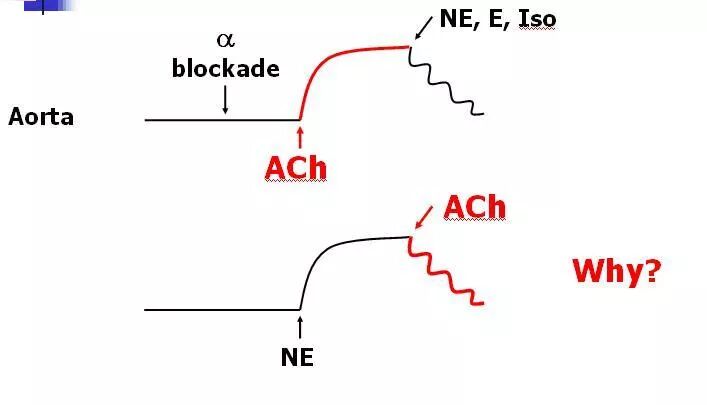 一氧化氮、伟哥与1998年诺贝尔奖历史回顾