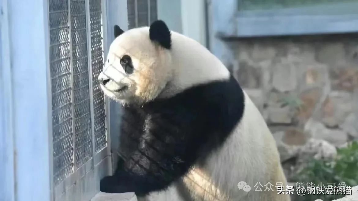 萌兰花花和叶今天生日