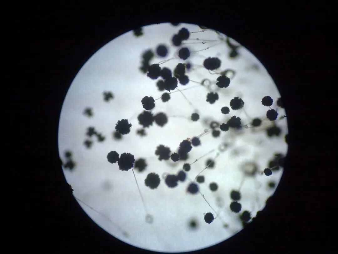 (trichoderma),曲霉(aspergillus),青霉(penicillium)和毛霉(mucor)等