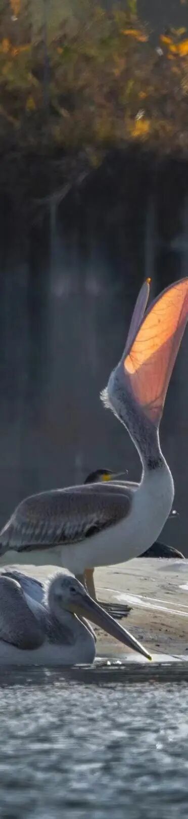 自动体外除颤器是什么“一键搜寻AED”小程序今日上线！全区200个点位，5000名“急救哨兵”已就位！_https://www.jmylbn.com_新闻资讯_第36张