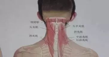 後腦勺的機關——頭痛頭暈治療點 健康 第11張