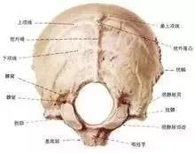 後腦勺的機關——頭痛頭暈治療點 健康 第4張