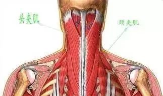 後腦勺的機關——頭痛頭暈治療點 健康 第9張