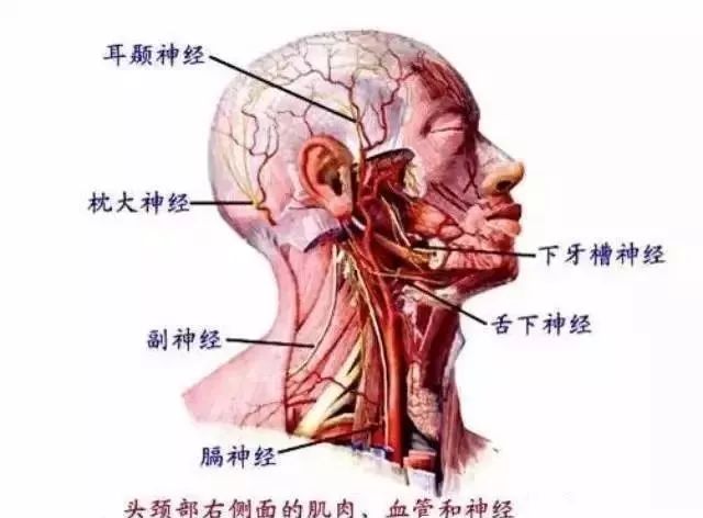 头痛为什么与颈部有关 六贴射雁蒙古贴 微信公众号文章阅读 Wemp