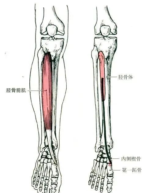 人體肌肉解剖套圖建議收藏