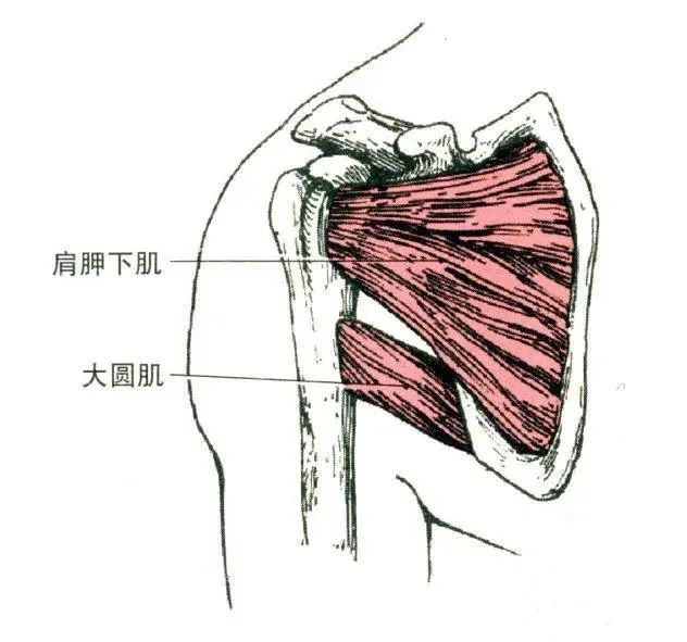 大圓肌功能:近固定時,使肩關節內旋,內收.