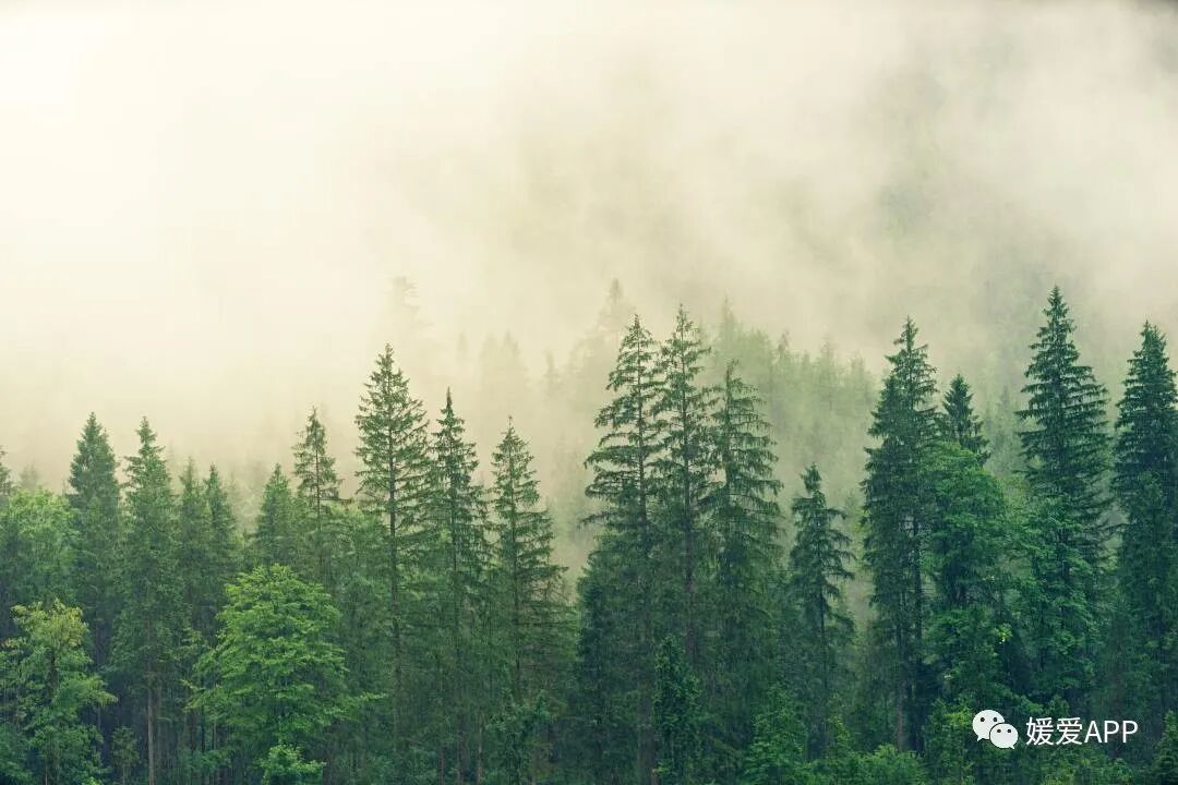 子宫怎么支架手术精选｜中南大学湘雅三医院徐大宝教授—专利宫腔支架预防纵膈子宫合并宫腔粘连术后宫腔粘连的应用_https://www.jmylbn.com_新闻资讯_第2张