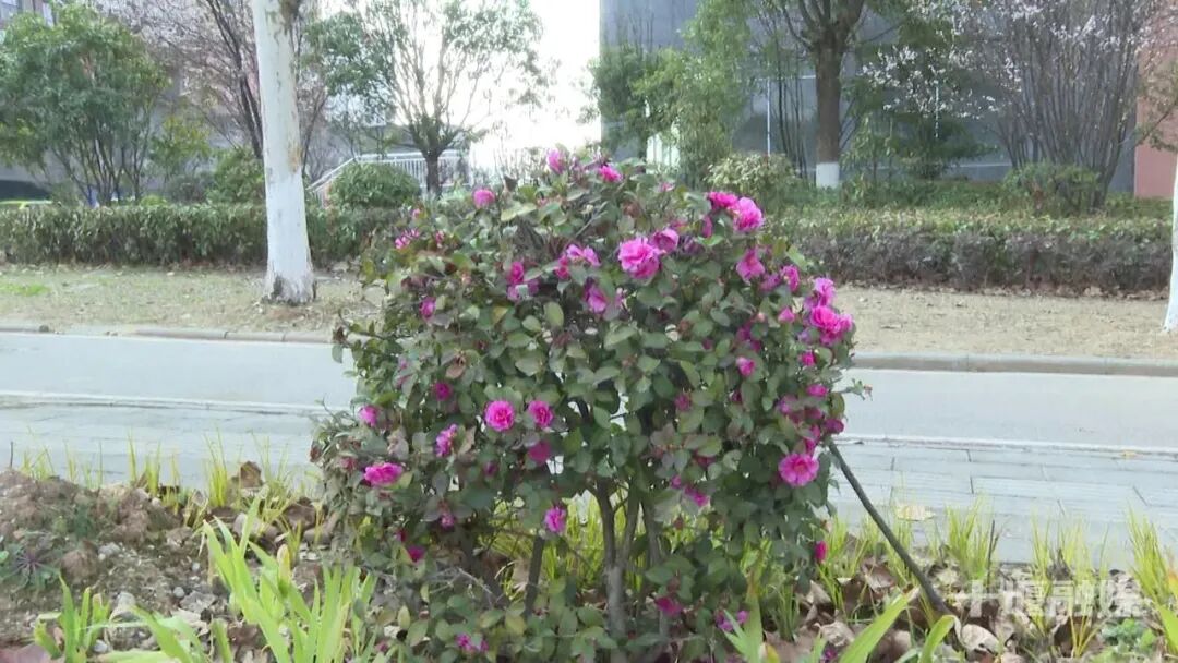 16.5公里生态廊道焕新！十堰这条大道颜值提档升级