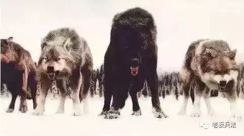 头狼不容易，请尊重您的老大！！！