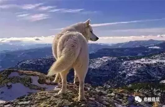 狼若回头，必有理由