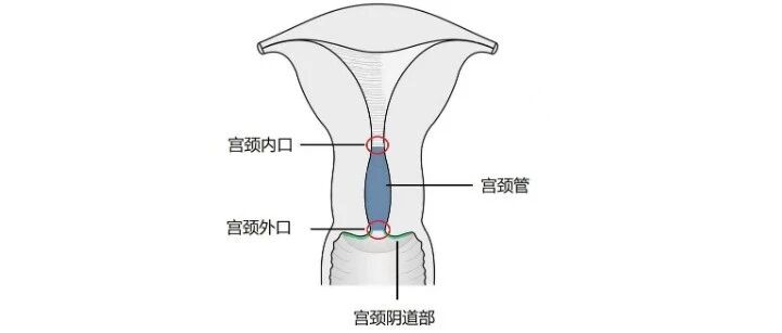 宫颈的作用