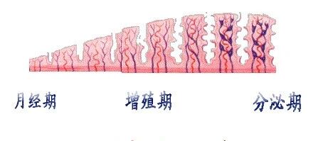 子宫内膜厚度竟然也会影响怀孕！