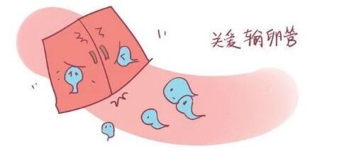 输卵管也会堵塞？可别小瞧了这个不孕元凶！