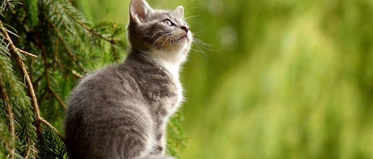 老年痴呆测试：谁能在60秒内找出这只猫，证明你还没老